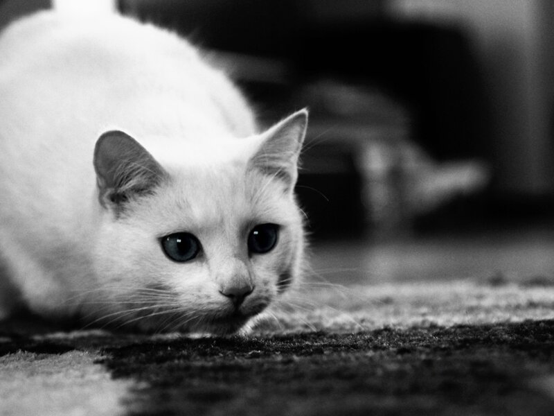 White Cat on Carpet — Black, Calm