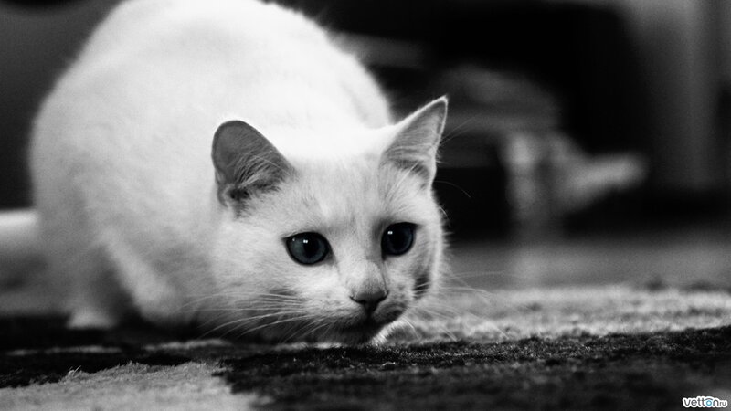 White Cat on Carpet — Black, Focused