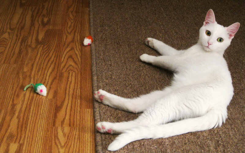 white cat on carpet