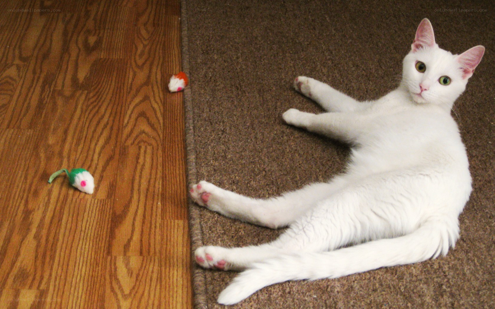 white cat on carpet