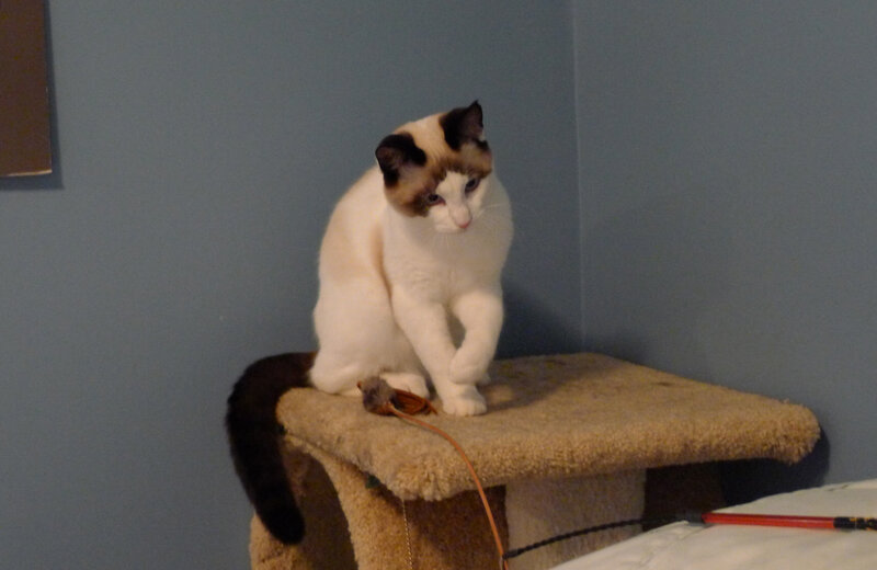 White Cat on Cat Tree