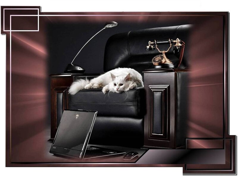 White Cat on Chair — Black