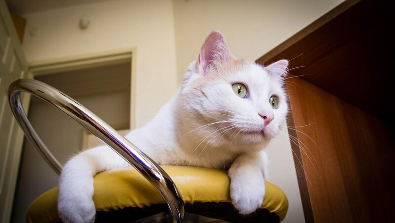 White Cat on Chair — Calm, Photograph, Door
