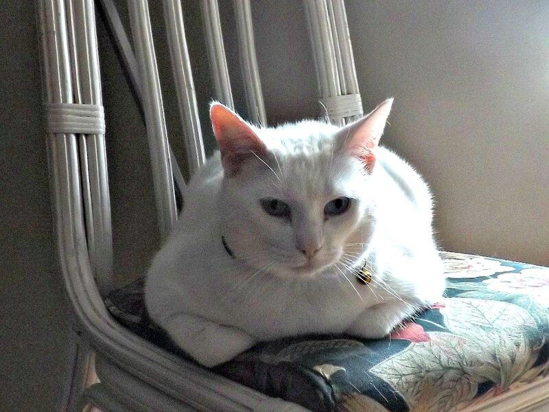 White Cat on Chair — Calm, Photograph