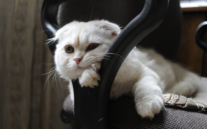 White Cat on Chair — Calm, Photograph, Window