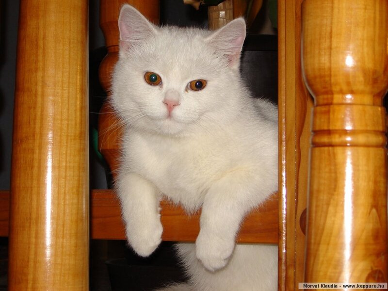 White Cat on Chair — Calm