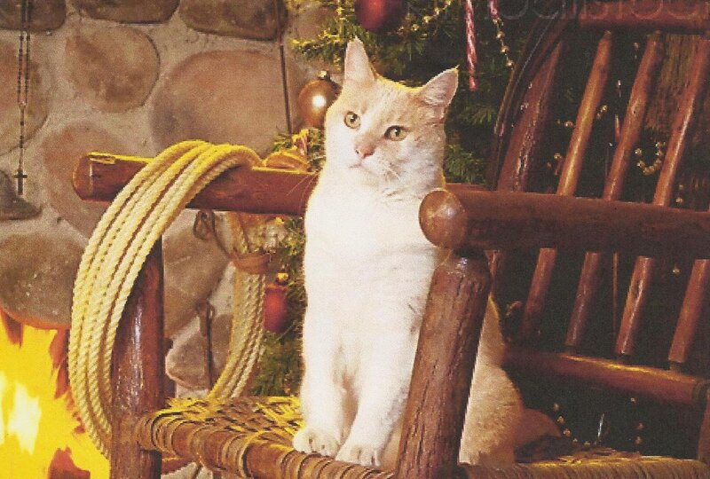 White Cat on Chair — Cozy