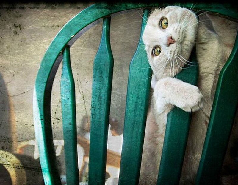 White Cat on Chair — Green
