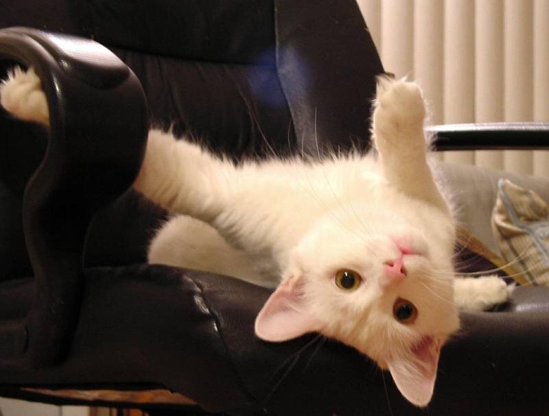 White Cat on Chair
