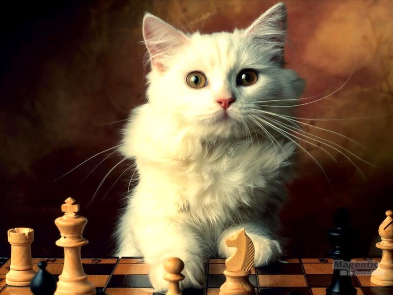White Cat on Chessboard