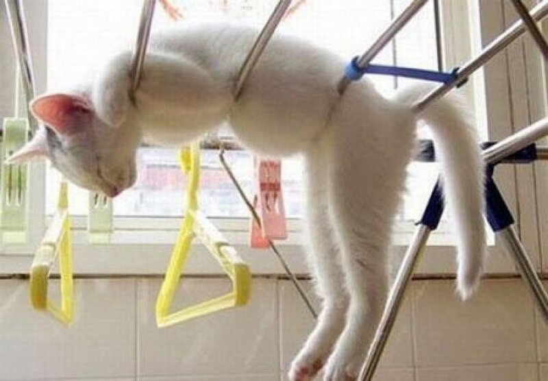 White Cat on Clothes Rack