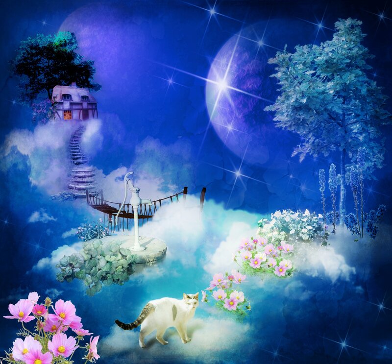 White Cat on Clouds