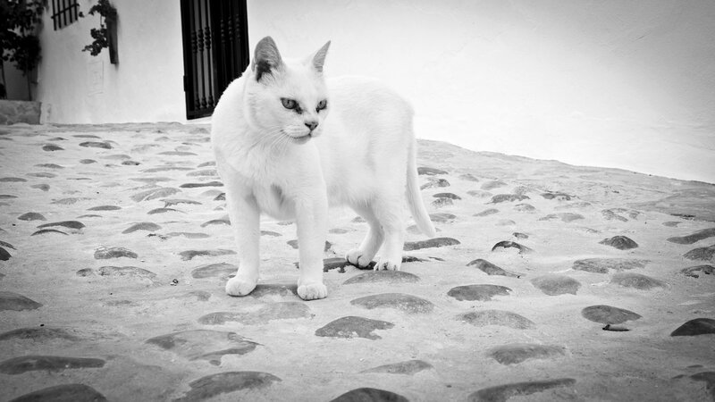 White Cat on Cobblestones