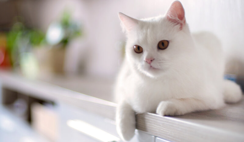 White Cat on Counter