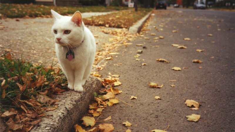 White Cat on Curb — Calm, Autumn