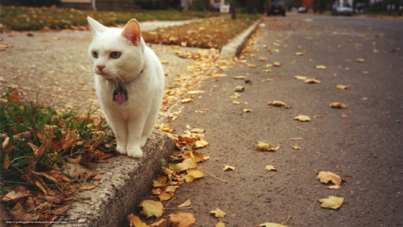 white cat on curb
