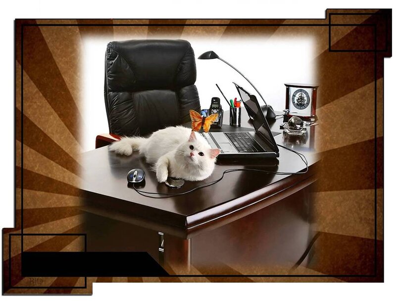 White Cat on Desk