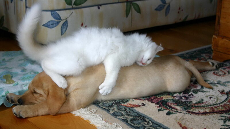 White Cat on Dog — Peaceful