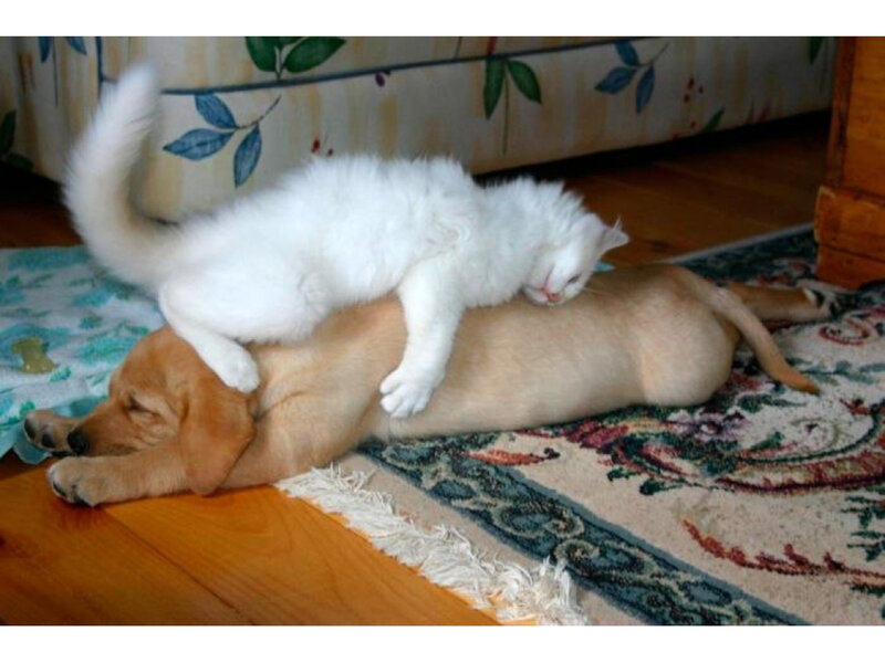 White Cat on Dog