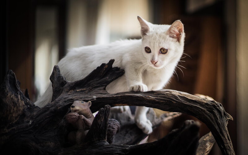 White Cat on Driftwood