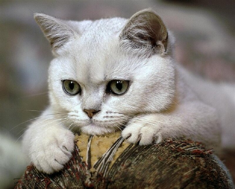 White Cat on Fabric — Calm