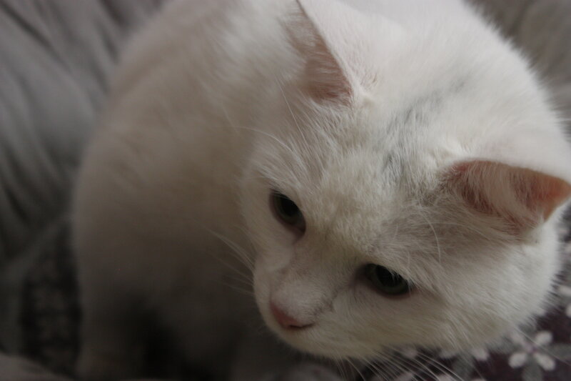 White Cat on Fabric
