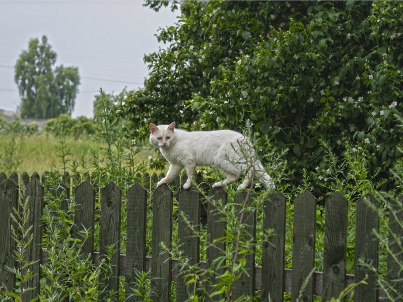 White Cat on Fence — Green