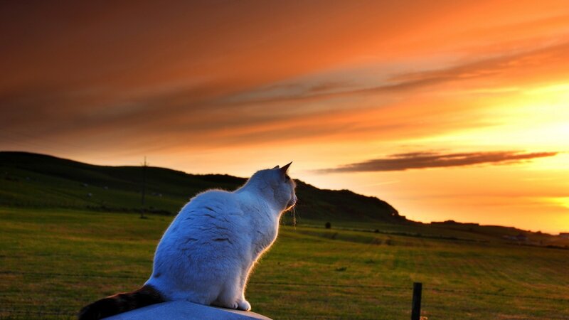 White Cat on Fence — Orange, Serene