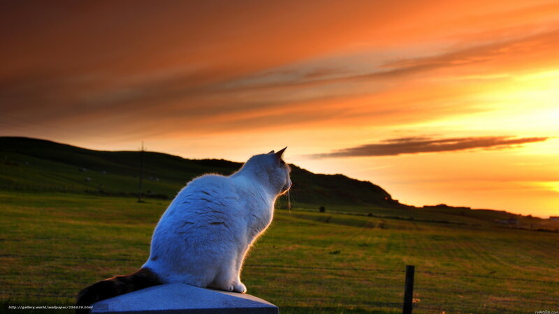 White Cat on Fence Post