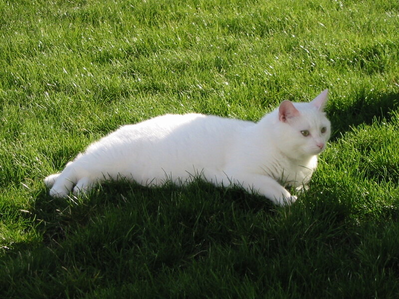 White Cat on Grass — Green