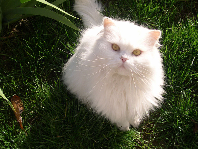 white cat on grass