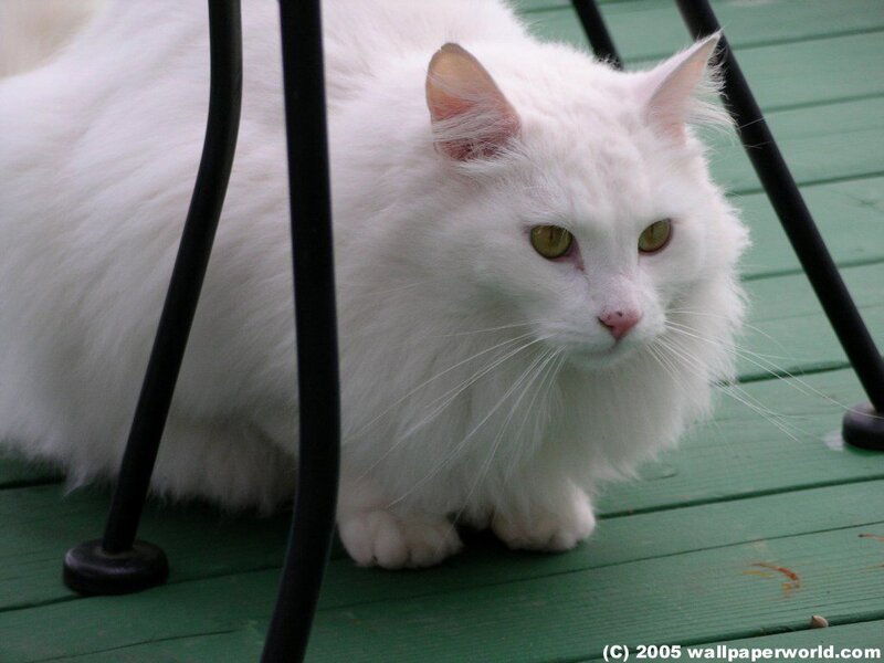 white cat on green deck