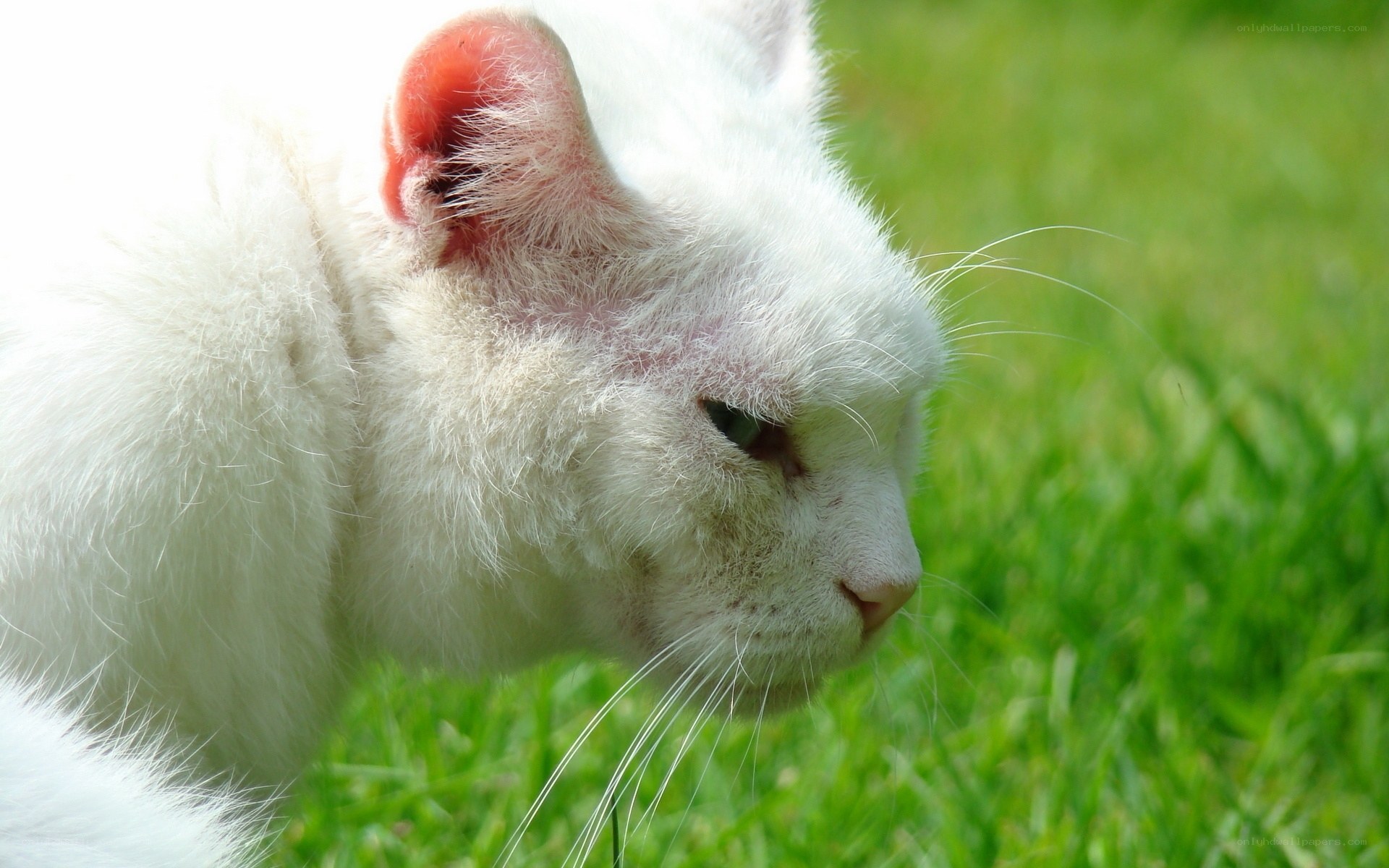 white cat on green grass