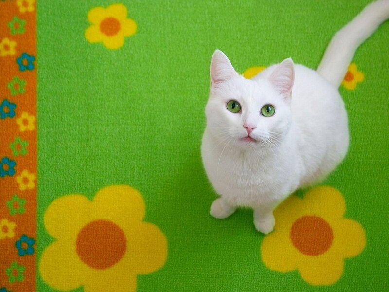white cat on green rug