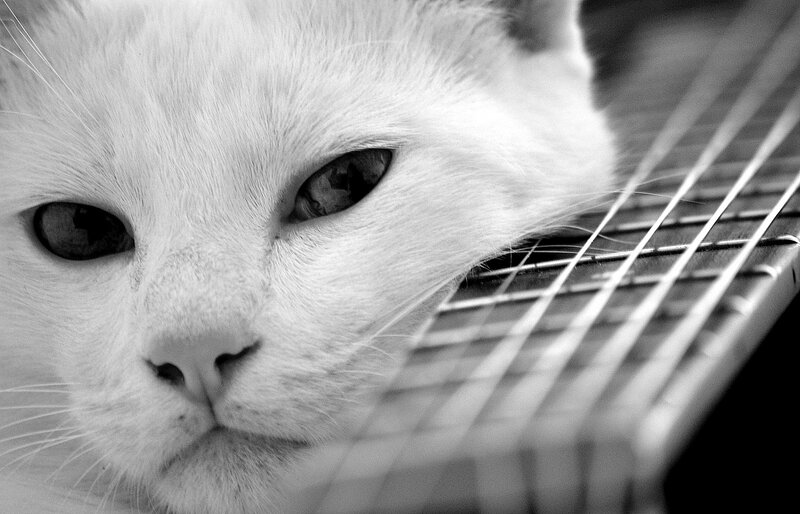White Cat on Guitar