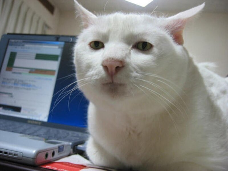 White Cat on Laptop — Calm