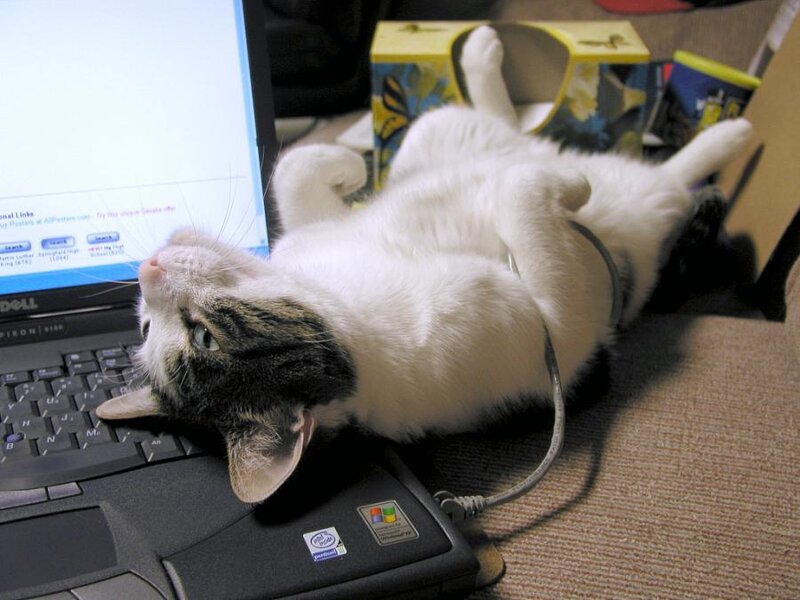 White Cat on Laptop — Relaxed