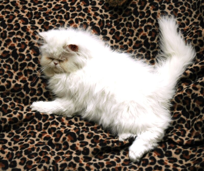 white cat on leopard print