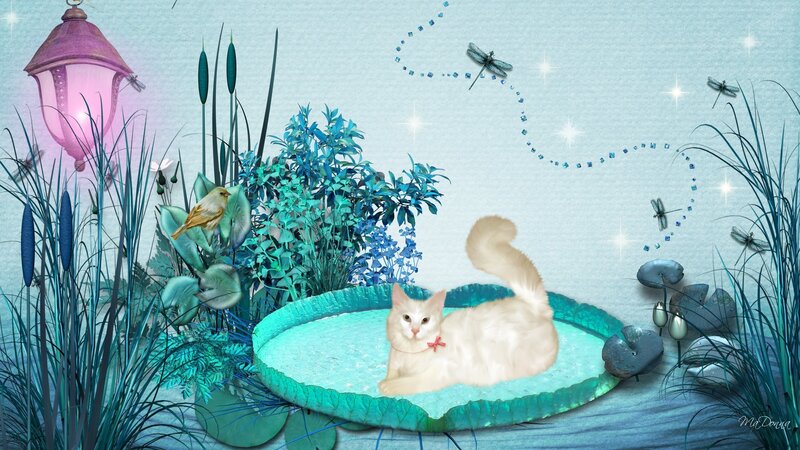 White Cat on Lily Pad