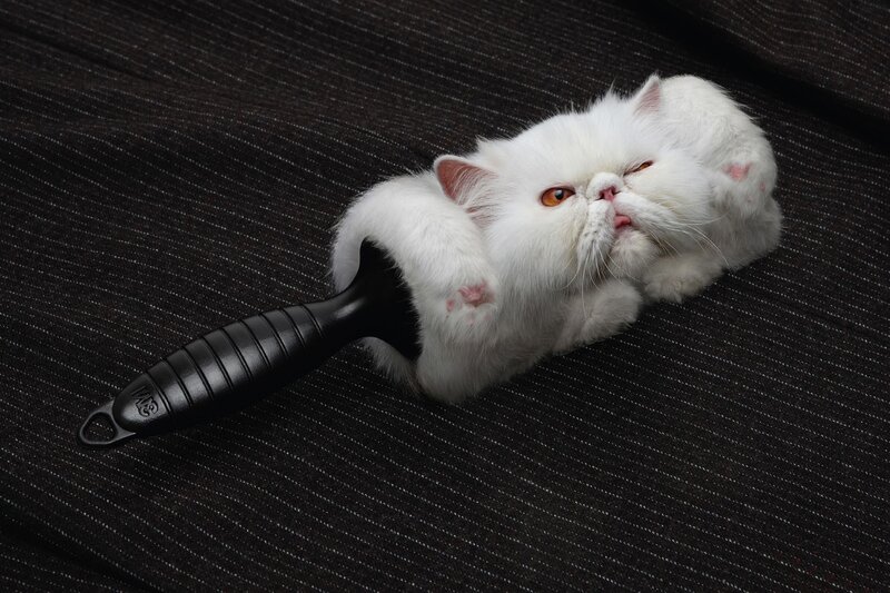White Cat on Lint Roller