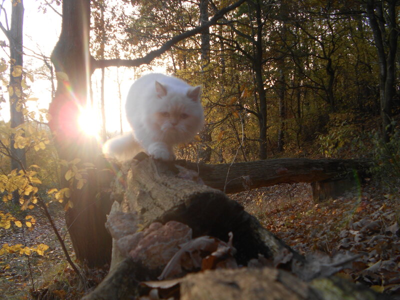 White Cat on Log