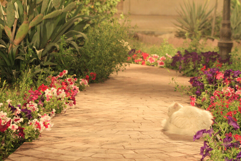 White Cat on Path