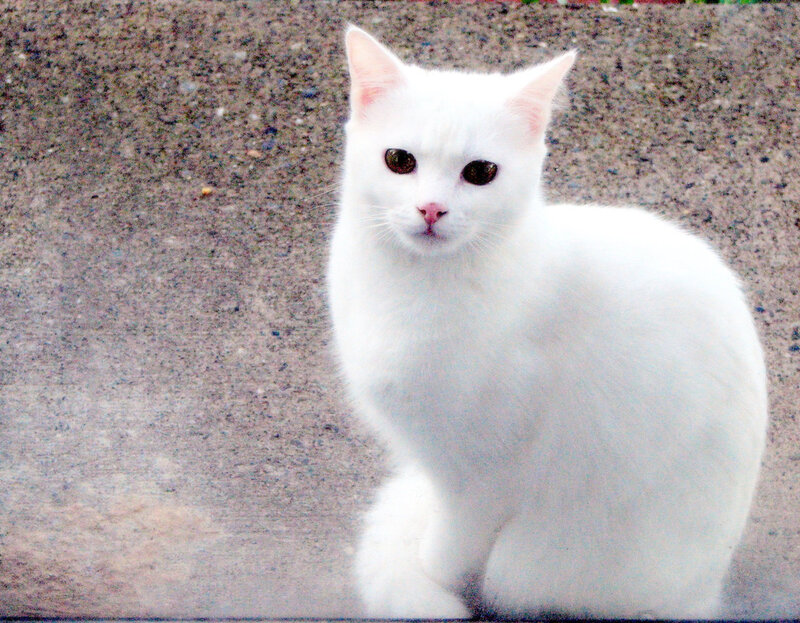 white cat on pavement
