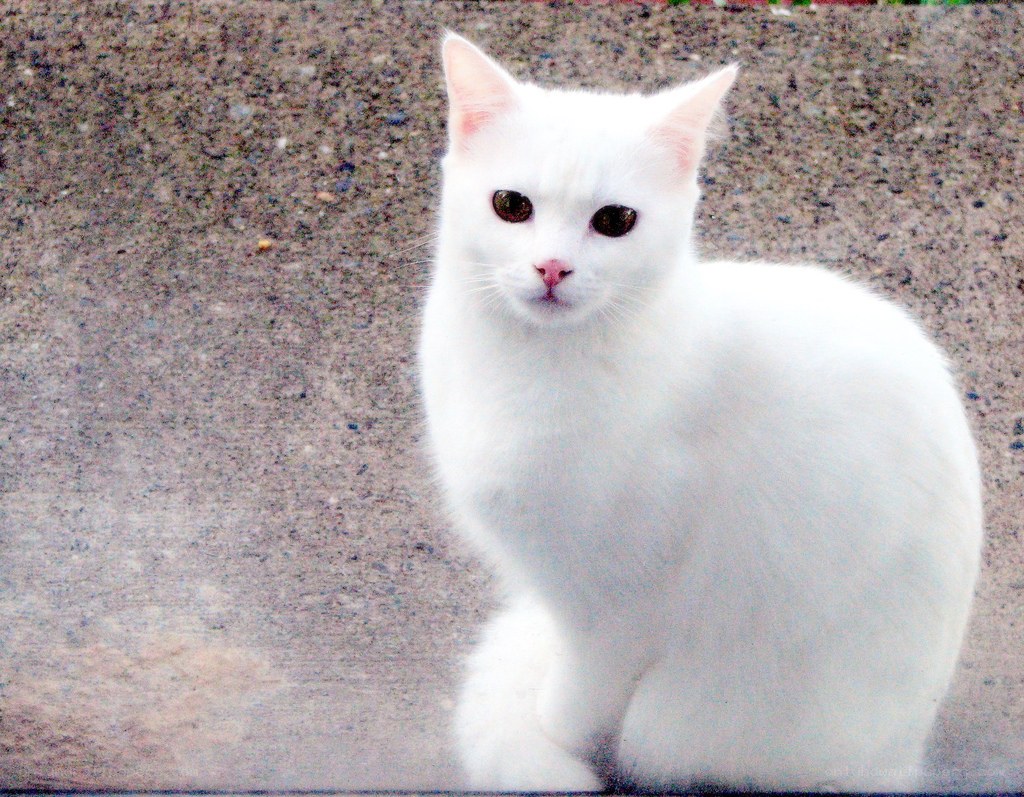 white cat on pavement