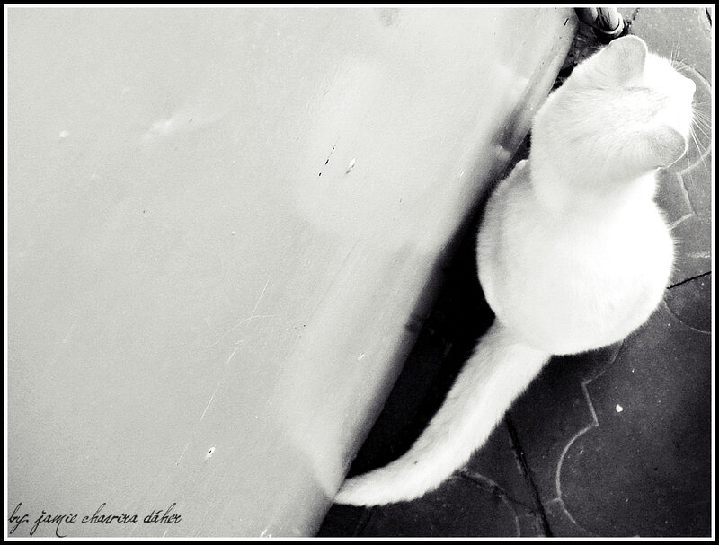 white cat on pavement