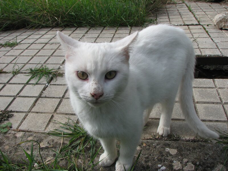 white cat on pavement