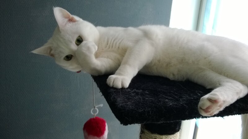 White Cat on Perch