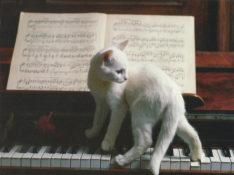 White Cat on Piano — Calm