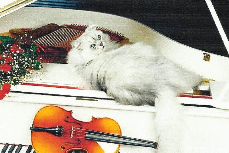 White Cat on Piano