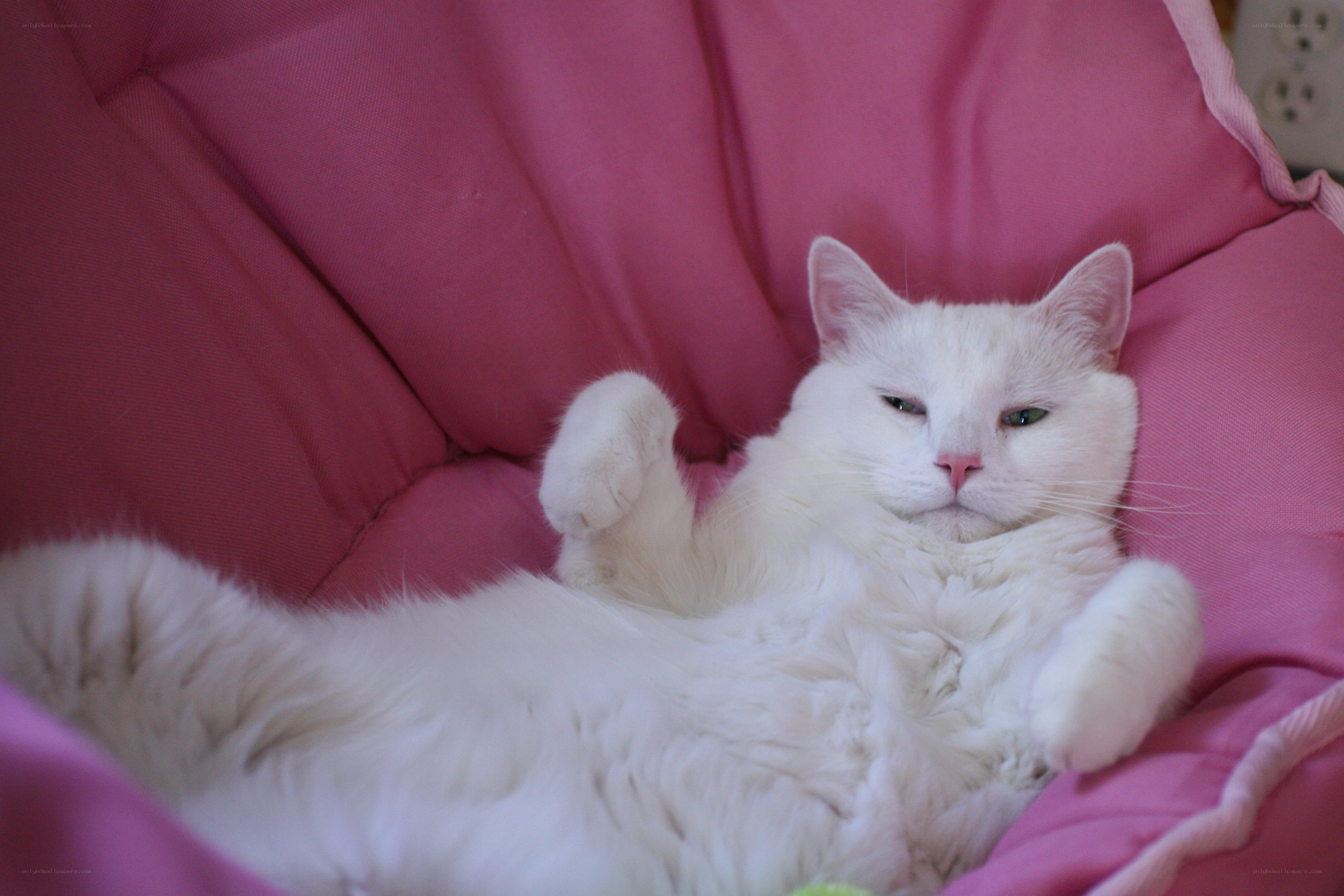 white cat on pink chair